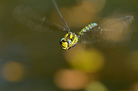 b7860 dlo modr (Aeshna cyanea)