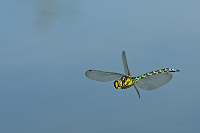 b7879 dlo modr (Aeshna cyanea)