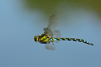 b7892 dlo modr (Aeshna cyanea)