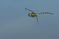 b7898 dlo modr (Aeshna cyanea)