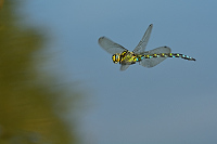 b7900 dlo modr (Aeshna cyanea)