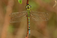 b7913 dlo modr (Aeshna cyanea)