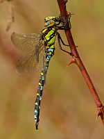 b7934 dlo modr (Aeshna cyanea)