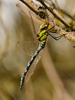 b7991 dlo modr (Aeshna cyanea)