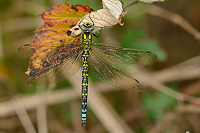 b8022 dlo modr (Aeshna cyanea)