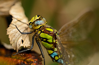 b8032 dlo modr (Aeshna cyanea)