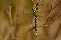 b8088 dlo modr (Aeshna cyanea)