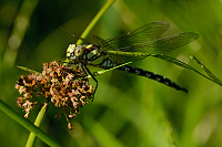 c7835 dlo modr (Aeshna cyanea)
