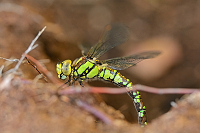 d2908. dlo modr (Aeshna cyanea)