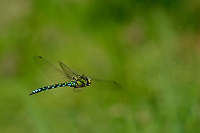 e3586. dlo modr (Aeshna cyanea)