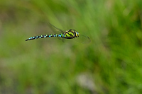 e3591. dlo modr (Aeshna cyanea)