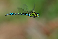 e3737. dlo modr (Aeshna cyanea)