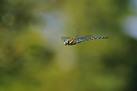 	6844.	 dlo pestr (Aeshna mixta)