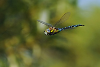	6862.	 dlo pestr (Aeshna mixta)