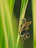 	7189.	 dlo pestr (Aeshna mixta)