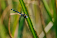 	7345.	 dlo pestr (Aeshna mixta)