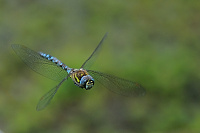 	8015.	 dlo pestr (Aeshna mixta)