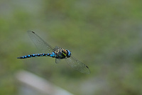 	8018.	 dlo pestr (Aeshna mixta)