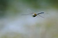 	8041.	 dlo pestr (Aeshna mixta)