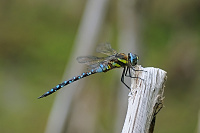 	8049.	 dlo pestr (Aeshna mixta)