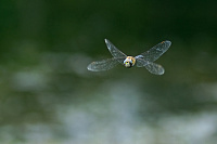 	8080.	 dlo pestr (Aeshna mixta)