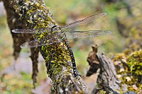 	8328.	 dlo pestr (Aeshna mixta)