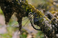 	8331.	 dlo pestr (Aeshna mixta)