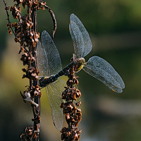 	8378.	 dlo pestr (Aeshna mixta)
