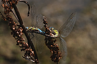 	8388.	 dlo pestr (Aeshna mixta)