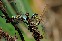 	8405.	 dlo pestr (Aeshna mixta)