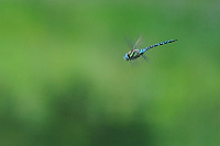 	A6098	 dlo pestr (Aeshna mixta)
