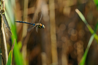 	A6551	 dlo pestr (Aeshna mixta)