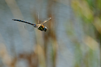 	A6568	 dlo pestr (Aeshna mixta)