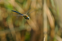 	A6584	 dlo pestr (Aeshna mixta)