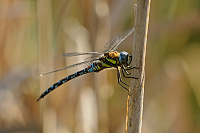 	A6600	 dlo pestr (Aeshna mixta)