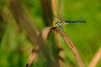	A6626	 dlo pestr (Aeshna mixta)