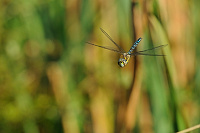 	A6654	 dlo pestr (Aeshna mixta)
