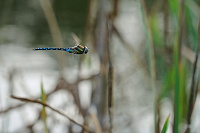 	A6671	 dlo pestr (Aeshna mixta)