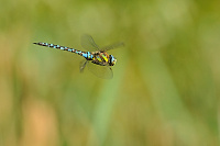 	A6690	 dlo pestr (Aeshna mixta)