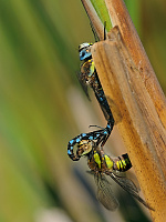 	A7223	 dlo pestr (Aeshna mixta)