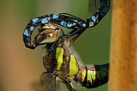 	A7273	 dlo pestr (Aeshna mixta)