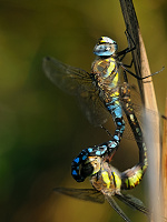 	A7313	 dlo pestr (Aeshna mixta)