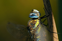 	A7319	 dlo pestr (Aeshna mixta)
