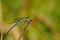 	A7373	 dlo pestr (Aeshna mixta)