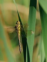 	A7405	 dlo pestr (Aeshna mixta)