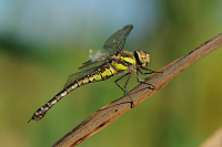 	A7432	 dlo pestr (Aeshna mixta)