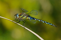 	A7465	 dlo pestr (Aeshna mixta)