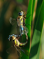 	A7509	 dlo pestr (Aeshna mixta)