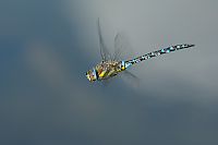b6939 dlo pestr (Aeshna mixta)