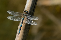 b7120 dlo pestr (Aeshna mixta)